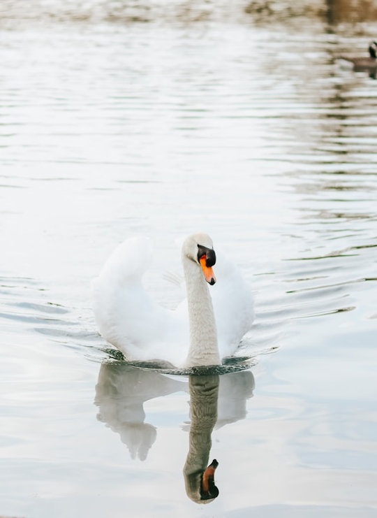 affordable bookkeeping solutions - swan on a lake