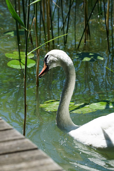 online accounting and bookkeeping services - swan swimming in the water